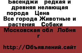Басенджи - редкая и древняя нелающая порода › Цена ­ 50 000 - Все города Животные и растения » Собаки   . Московская обл.,Лобня г.